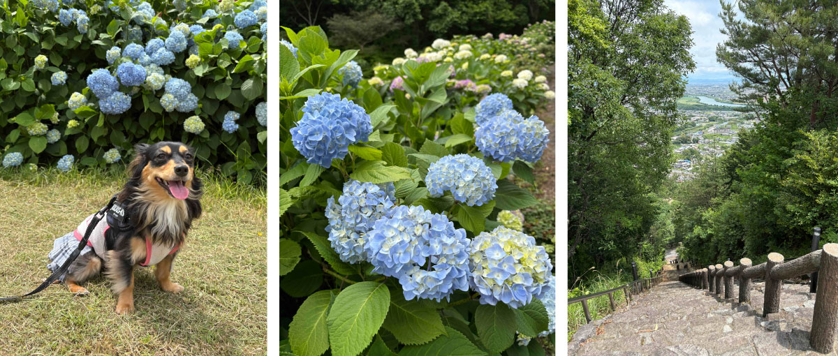 月見の森